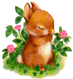 bunny